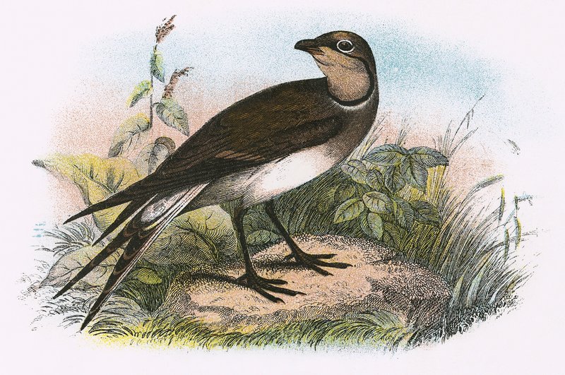 Pratincole 作者 英语学校