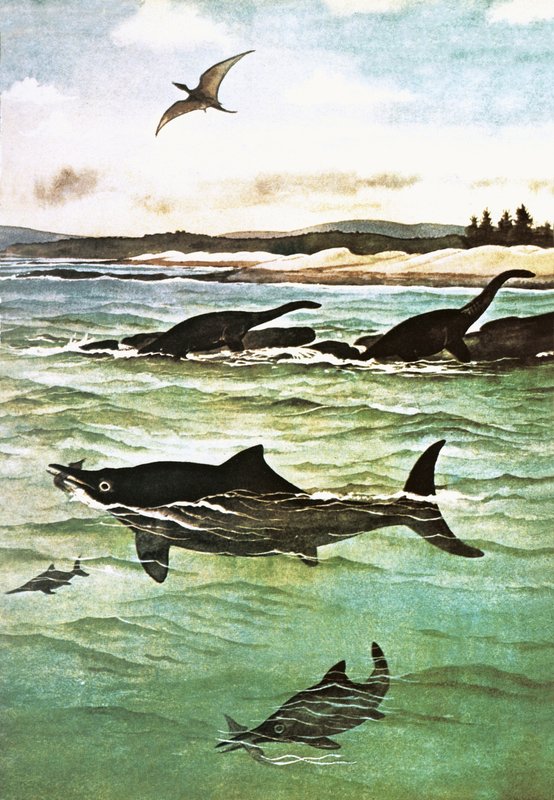 史前海洋生物 作者 英语学校