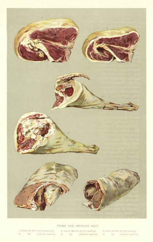 Prime和劣质肉 作者 英语学校