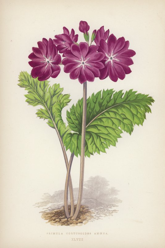 Primula Cortusoides Amoena（彩色光刻） 作者 英语学校