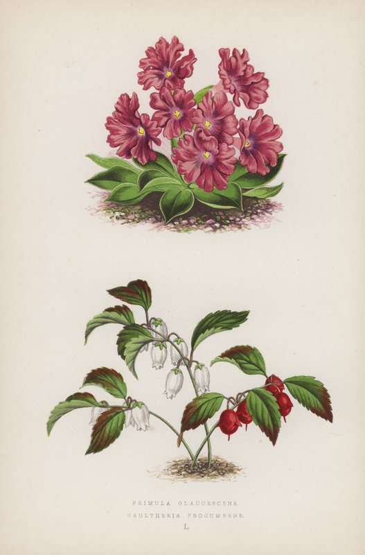 报春花; Gaultheria Procumbens（彩色石版画） 作者 英语学校