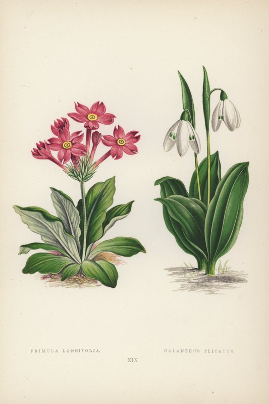 报春花（Primula Longifolia）；鹅掌楸（Galanthus Plicatus）（彩色石版画 作者 英语学校