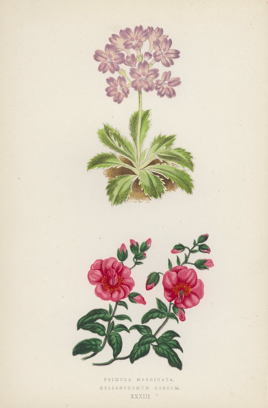 Primula Marginata; Helianthemum Roseum (color litho) 作者 英语学校