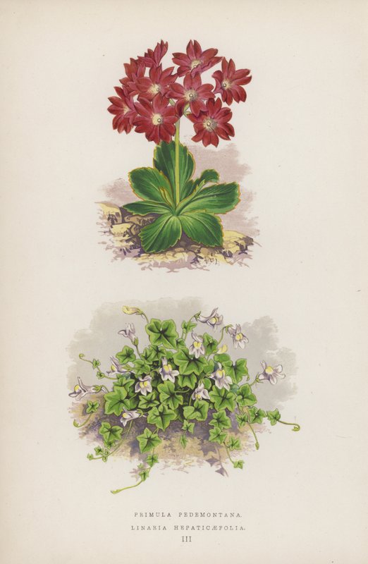 报春花（Primula Pedemontana）；七叶连翘（Linaria Hepaticaefolia）（彩色石版画 作者 英语学校