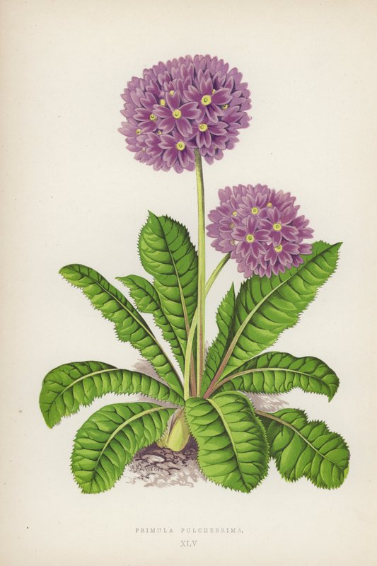 Primula Pulcherrima(彩色平版) 作者 英语学校