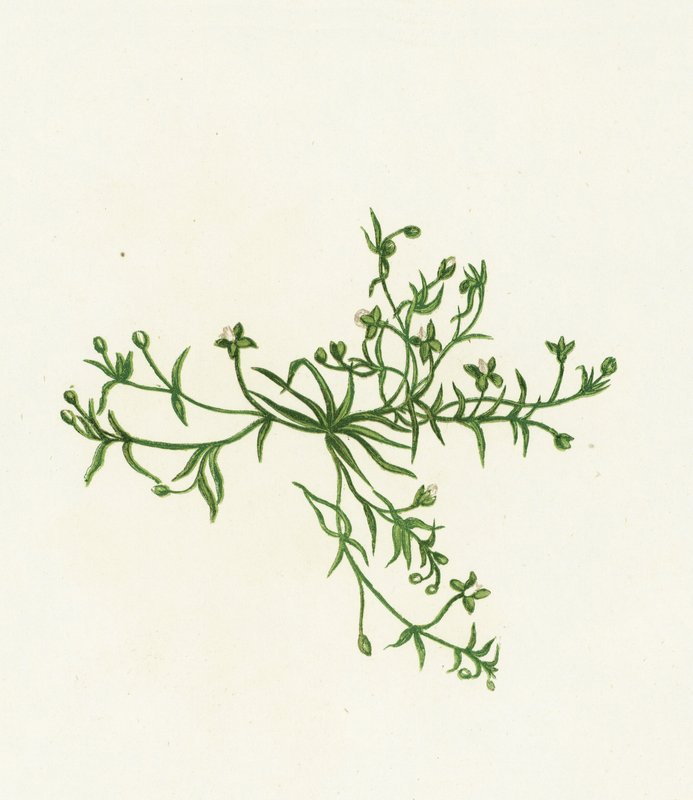 Procumbent Pearl-Wort，Sagina Procumbens 作者 英语学校