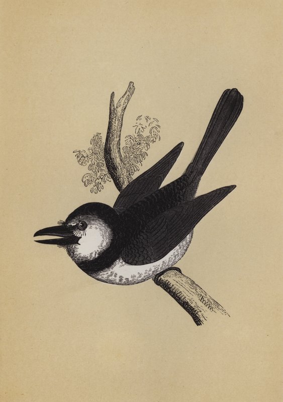Puff Bird (colour litho) 作者 英语学校