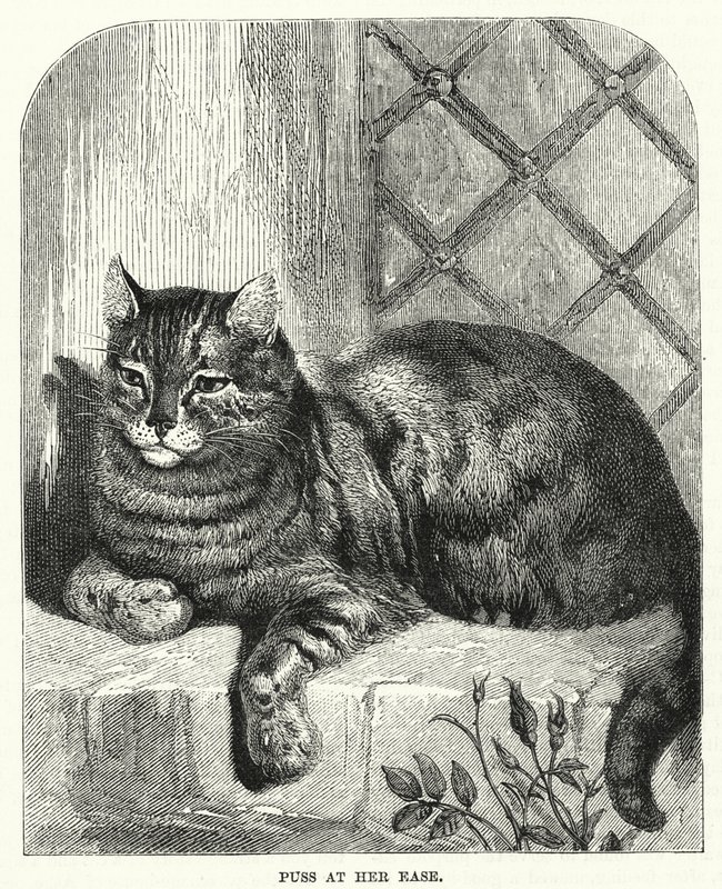 猫在她自在（雕刻） 作者 英语学校