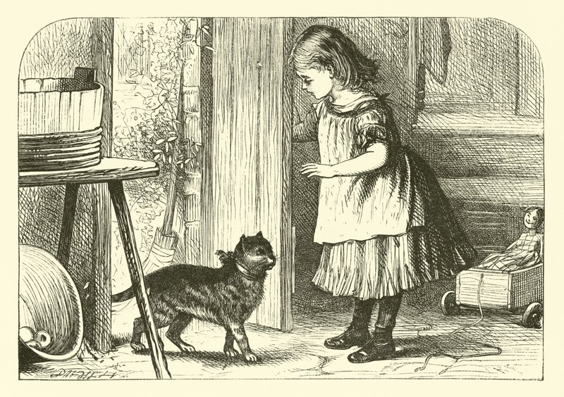 猫猫，猫咪 作者 英语学校