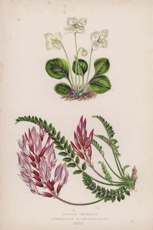 Pyrola Uniflora; Astragalus Monspessulanus (color litho) 作者 英语学校