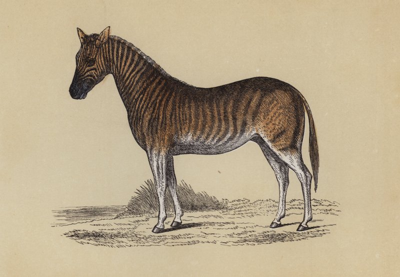 Quagga（彩色石版画） 作者 英语学校