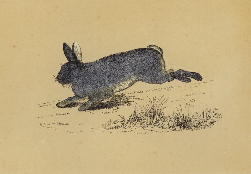 Rabbit (colour litho) 作者 英语学校