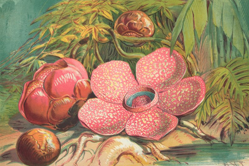 Rafflesia Arnoldii，苏门答腊雨林的巨型花 作者 英语学校