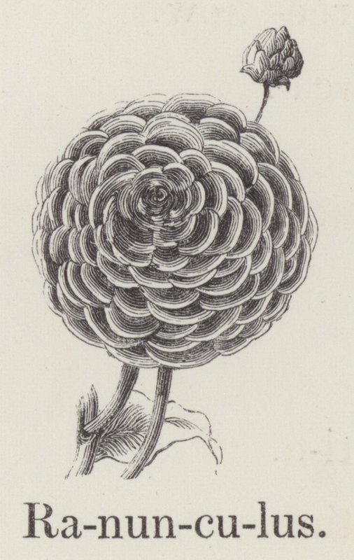 小牡丹（雕版画 作者 英语学校