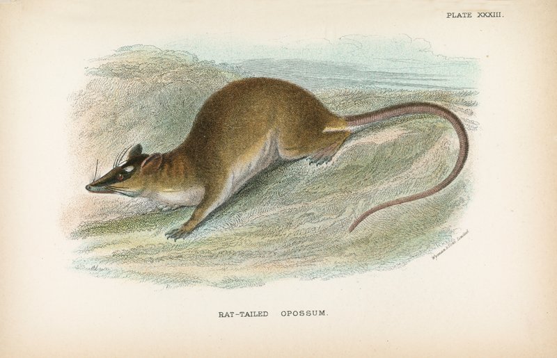 Rat-Tailed Opossum 作者 英语学校
