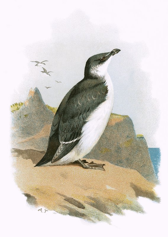 Razorbill 作者 英语学校