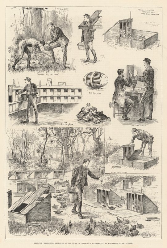 饲养野鸡，苏塞克斯安默灵公园诺福克公爵野鸡的草图（版画） 作者 英语学校