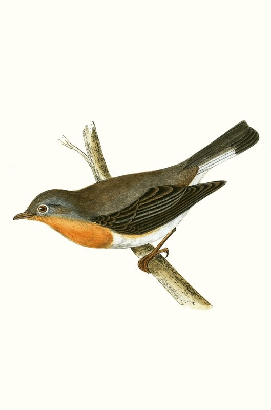 Red Breasted Flycatcher，来自&39;不列颠群岛未观察到的欧洲鸟类历史&39;的插图作者Charles Robert Bree（1811-86），1867年出版 作者 英语学校
