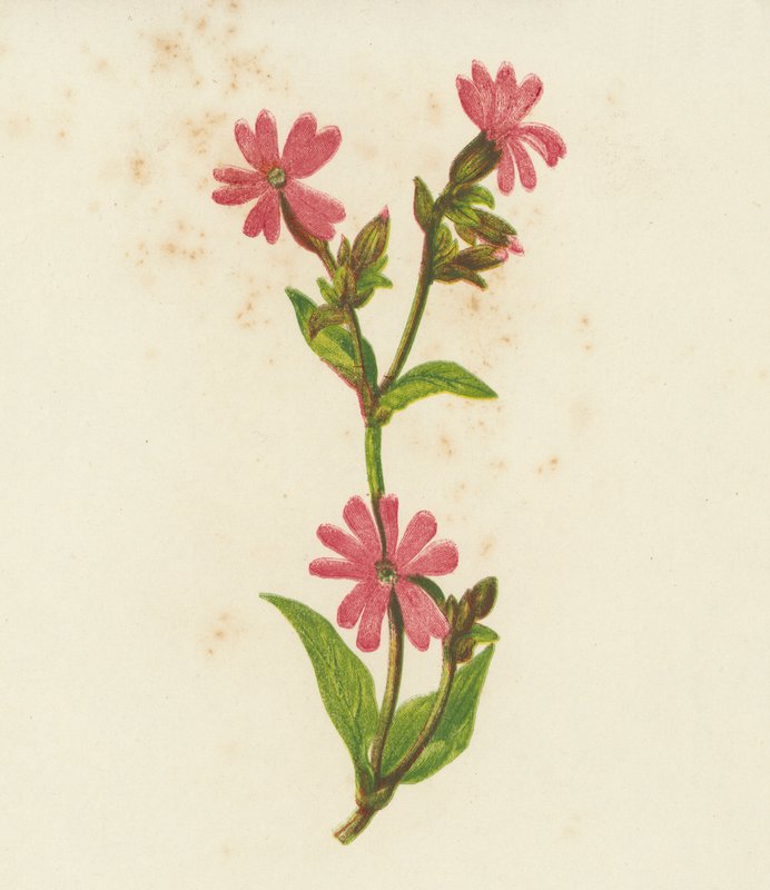 Red Campion, Lychnis Dioica（彩色石版画） 作者 英语学校
