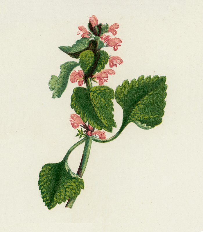 红色死荨麻，Lamium Purpureum（彩色石版画） 作者 英语学校