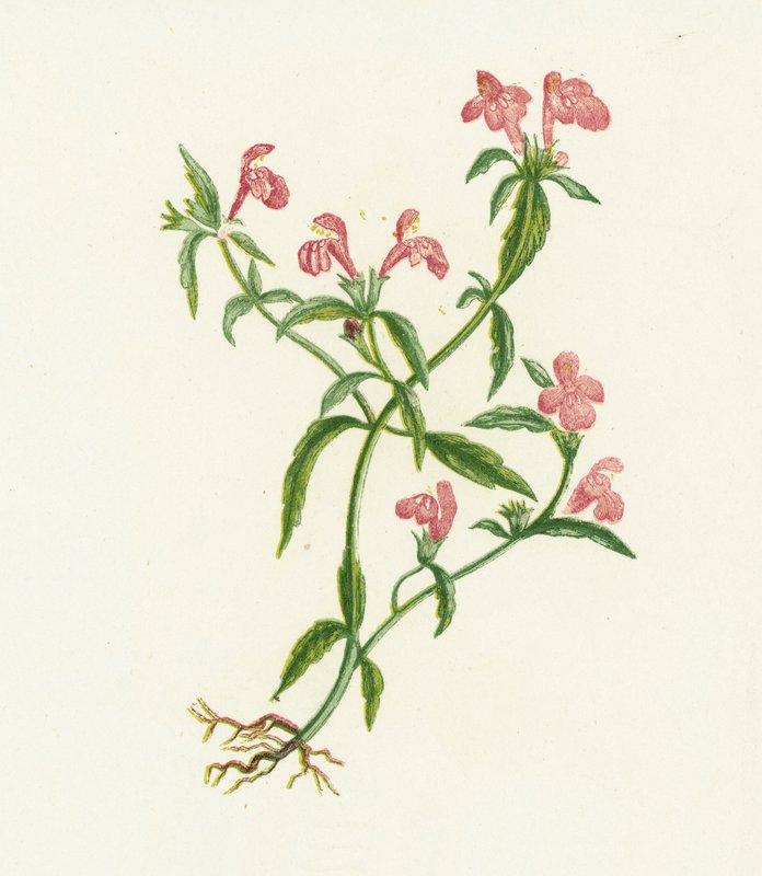 红麻荨麻，Galeopsis Ladanum 作者 英语学校