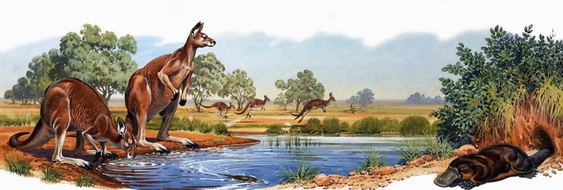 红色袋鼠和鸭子票据platypus 作者 英语学校