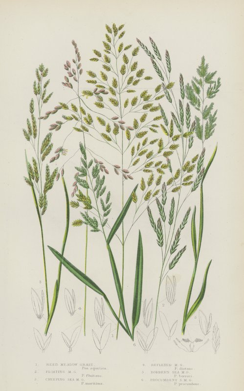 Russet Carex, पेल Carex, लामो Bracteated Carex, पहेंलो Carex, Tawny Carex, ढीला Carex ... (रंग litho) ठोड़ी 作者 英语学校