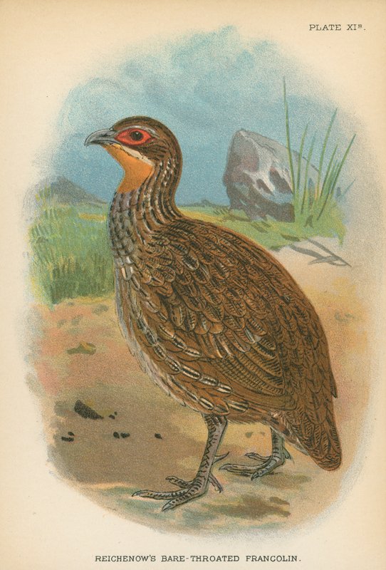 Reichenow的Bare-Throated Francolin 作者 英语学校