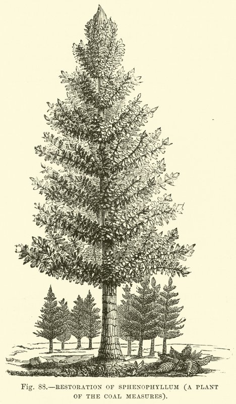 煤系植物Sphenophyllum的恢复 作者 英语学校