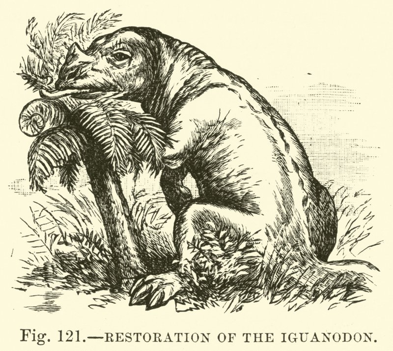 Iguanodon的恢复 作者 英语学校