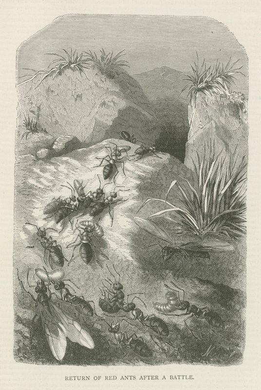 红蚁战后归来（版画） 作者 英语学校
