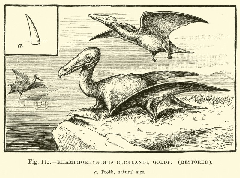 Rhamphorhynchus Bucklandi，Goldf，恢复了 作者 英语学校