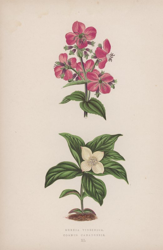 弗吉尼亚红叶石楠；加拿大山茱萸（彩色石版画） 作者 英语学校