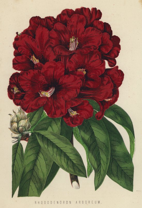 Rhododendron Arboreum 作者 英语学校