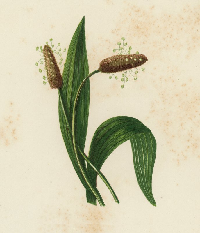 萝藦科植物，Plantago Lanceolata（彩色平版）。 作者 英语学校