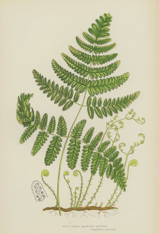 Rigid Three-Branched Polypody (colour litho) 作者 英语学校