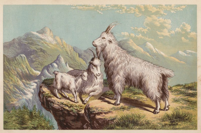 落基山山羊，Aplocerus Montanus（彩色石版画） 作者 英语学校