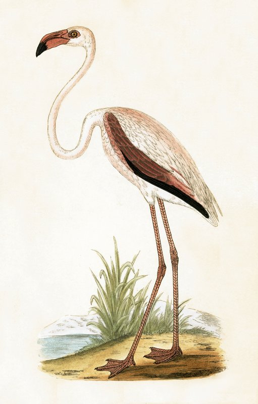 Rosy Flamingo，来自“不列颠群岛未观察到的欧洲鸟类历史”的插图作者：Charles Robert Bree（1811-86），1867年出版 作者 英语学校