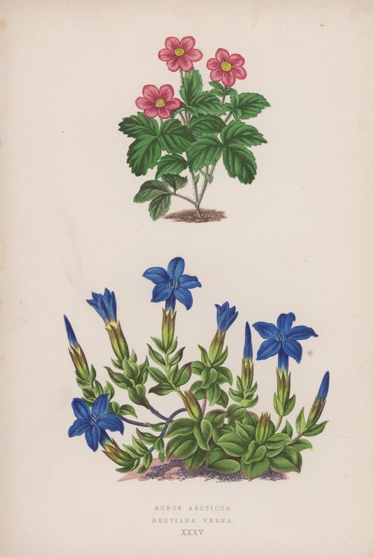 北极茜草；龙胆草（彩色石版画） 作者 英语学校