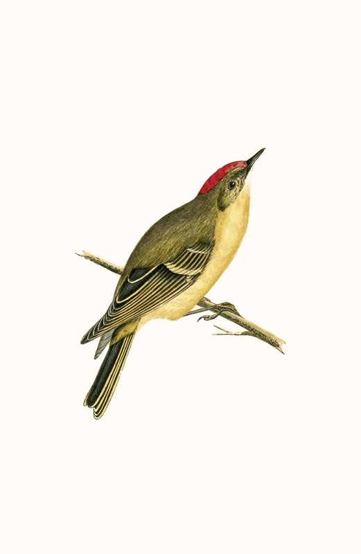 Ruby Crowned Kinglet，来自“不列颠群岛未观察到的欧洲鸟类历史”的插图作者：Charles Robert Bree（1811-86），1867年出版 作者 英语学校