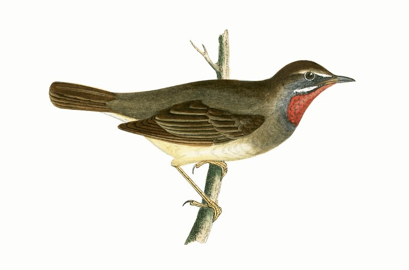 Ruby Throated Warbler，来自“不列颠群岛未观察到的欧洲鸟类历史”的插图作者：Charles Robert Bree（1811-86），1867年出版 作者 英语学校