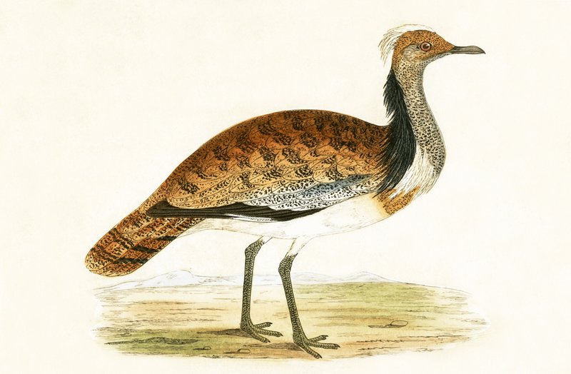 Ruffed Bustard，来自“不列颠群岛未观察到的欧洲鸟类历史”的插图，作者Charles Robert Bree（1811-86），1867年出版 作者 英语学校