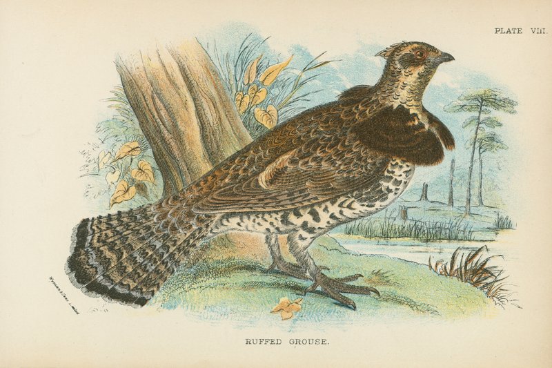 Ruffed Grouse 作者 英语学校