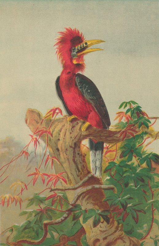 红颈犀鸟（Buceros nipalensis） 作者 英语学校