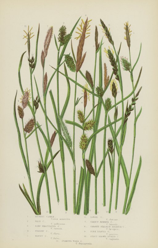 Russet Carex, Pale Carex, Long Bracteated Carex, Yellow Carex, Tawny Carex, Loose Carex  (colour litho) 作者 英语学校