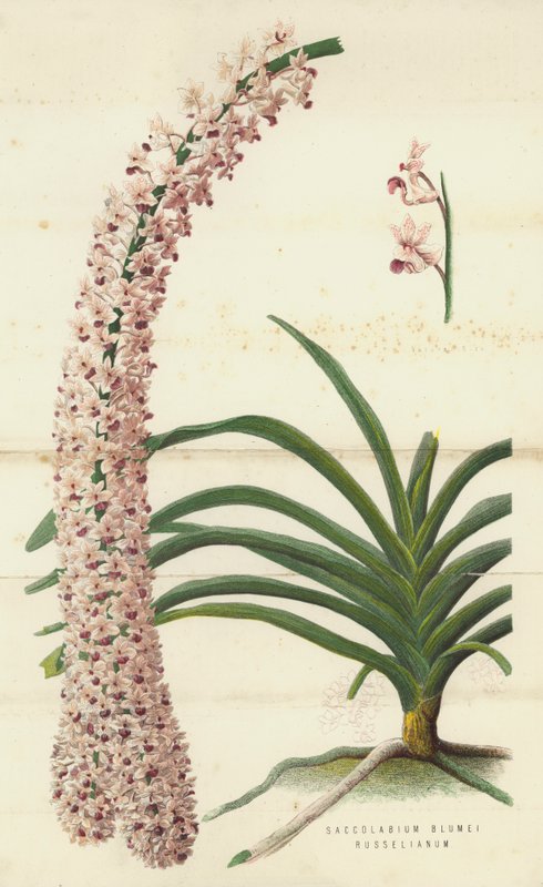 Saccolabium Blumei Russelianum (chromolitho) 作者 英语学校