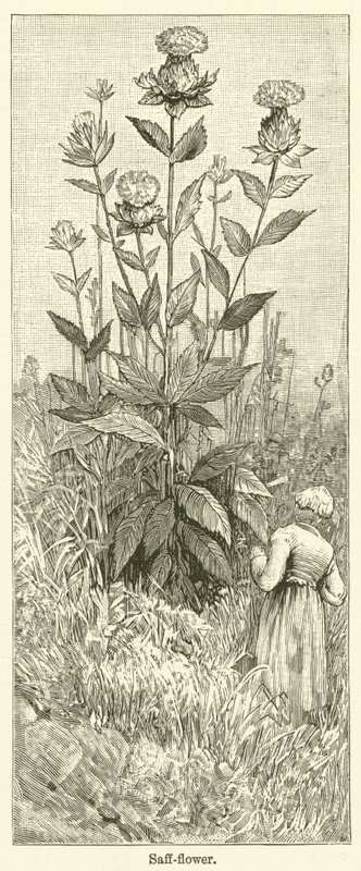 红花（雕刻） 作者 英语学校