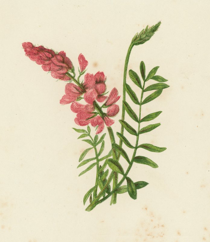 Saintfoin, Onobrychis Sativa（彩色石版画） 作者 英语学校