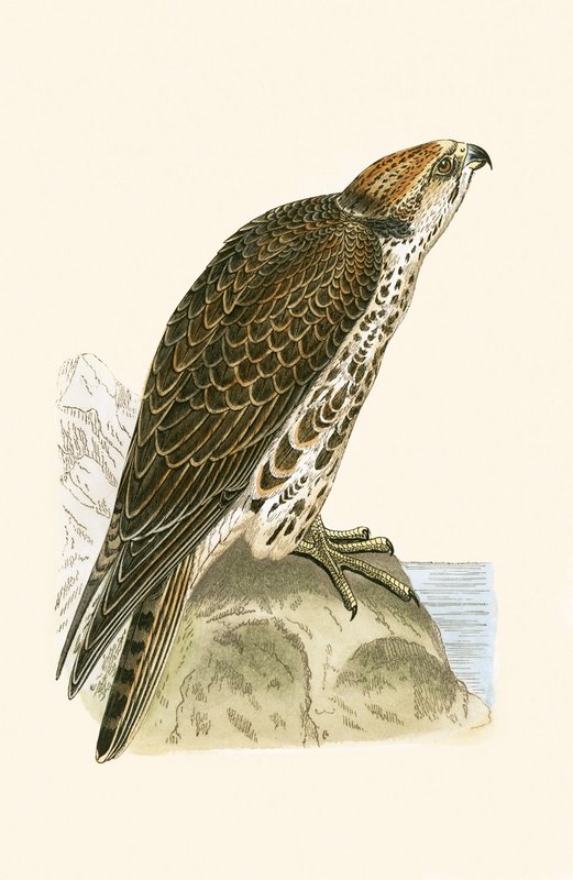 Saker Falcon，来自查尔斯·罗伯特·布里（1811-86）的“不列颠群岛未观察到的欧洲鸟类历史”的插图，1867年出版 作者 英语学校