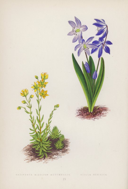 Saxifraga Aizoides Autumnalis; Scilla Sibirica（彩色石版画） 作者 英语学校